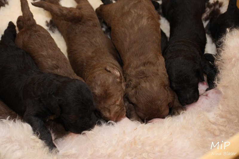 2011-05-15 Puppies Candy & Svet (1).jpg